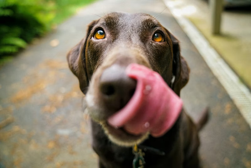 Professional dog walking service in park