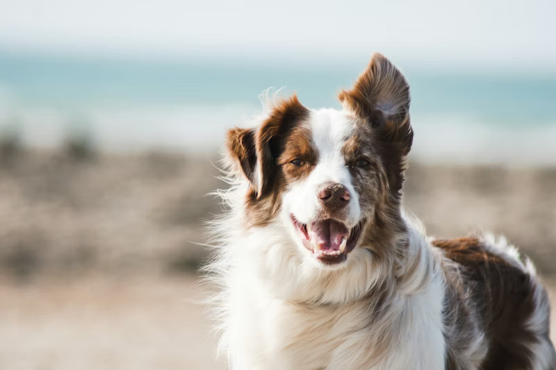 Professional dog grooming service