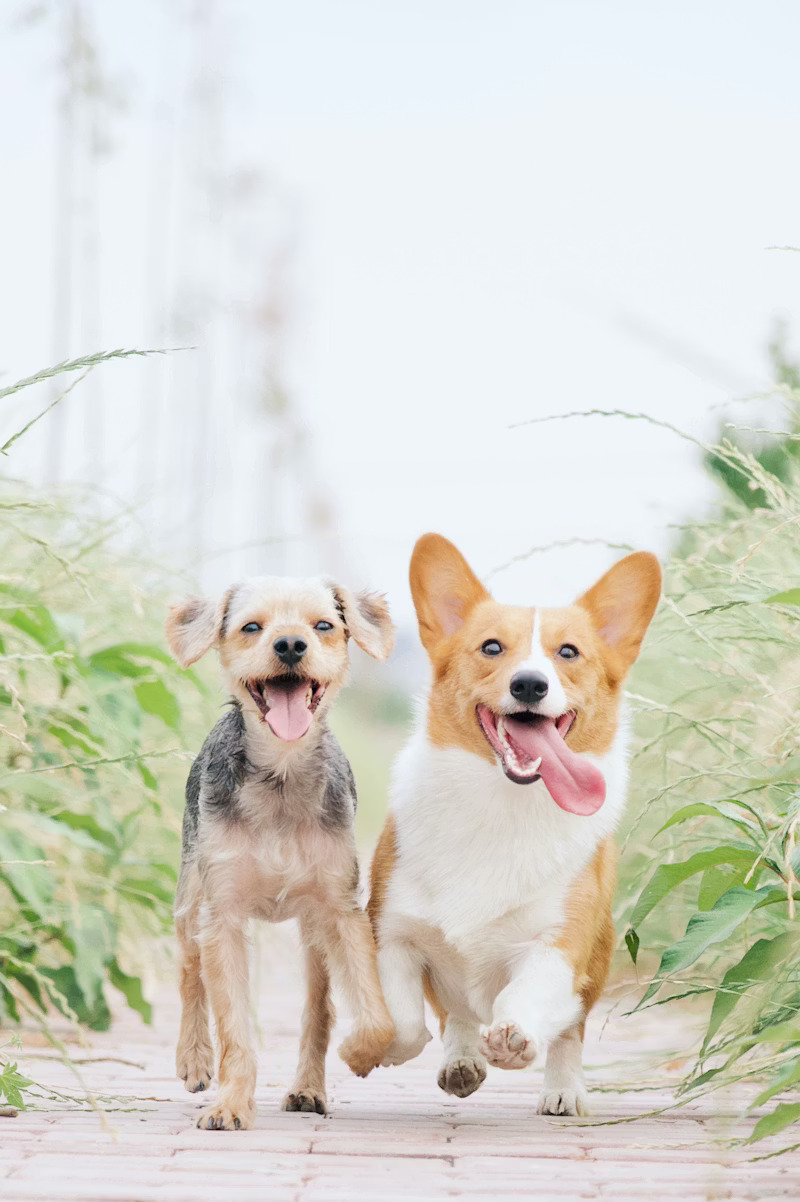 Pet boarding facility with comfortable accommodations