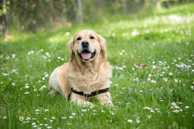 Pet daycare with group play