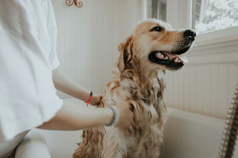 Professional dog training session